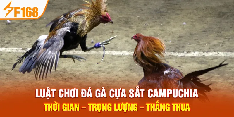 Luật Chơi Đá Gà Cựa Sắt Campuchia: Thời Gian – Trọng Lượng – Thắng Thua